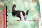 Border Collie in Agility card