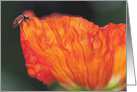 Ladybug Poppy card