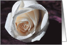 white rose sympathy card