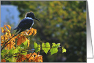 Autumn Kingfisher card