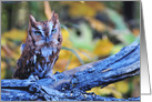 Red Screech Owl in Autumn card
