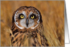 Short-eared Owl in Autumn card