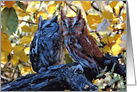 Gray and Red Screech Owls in Autumn card