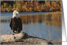 Bald Eagle in Autumn card