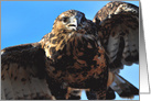 Rough-Legged Hawk card