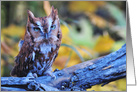 Screech Owl card