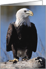 Bald Eagle card