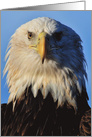 Bald Eagle card