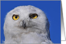Snowy Owl card