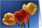 Tulip Trio card