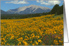 Wild Sunflowers at Mount Princeton card