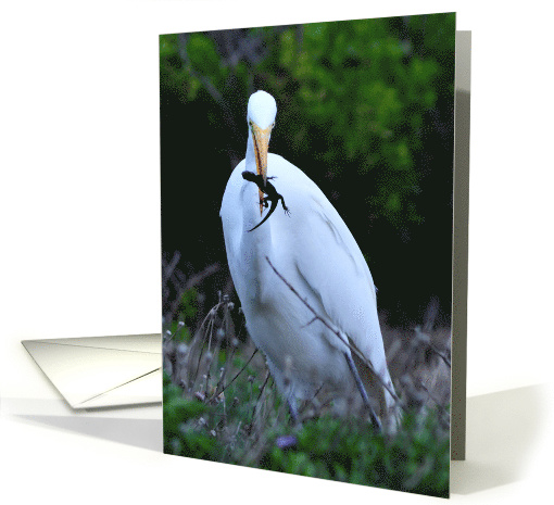Great White Egret with Frosting Thief card (1521954)