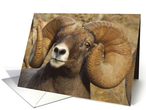 Bighorn Birthday Card XII card (1563716)