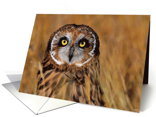 Short-eared Owl in Autumn card (1586894)