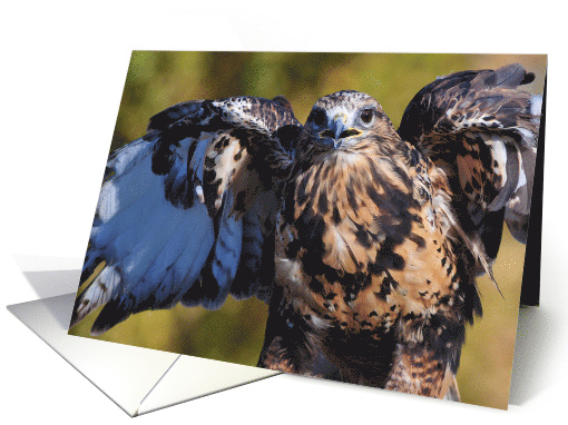 Rough-Legged Hawk card (1602662)