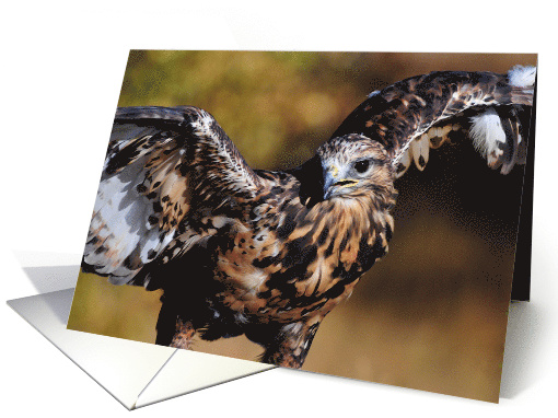 Rough-Legged Hawk card (1602664)