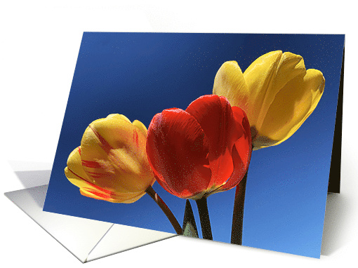 Tulip Trio card (1683320)