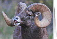 singing bighorn card