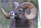 singing bighorn card