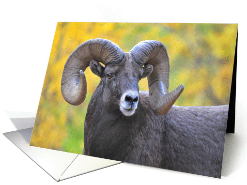 autumn bighorn card (283655)