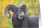 autumn bighorn card