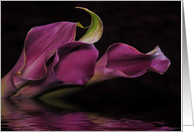 Calla Lilies card