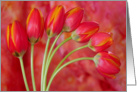 Tulips card