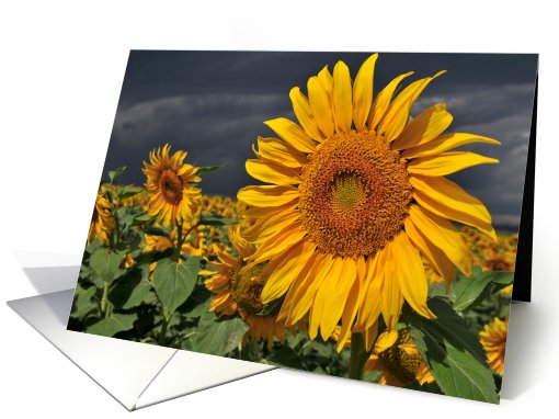 Sunflowers card (482159)