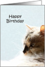 happy birthday with cat card