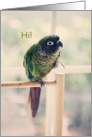 hi from bird card