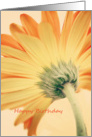 Gerbera Flower Happy Birthday card
