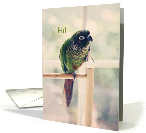 hi from bird card (1127732)