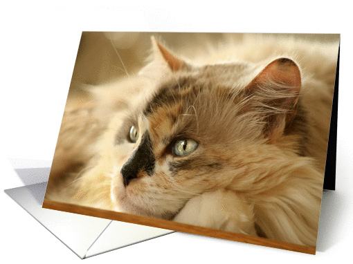 Sweet Kitty card (155776)