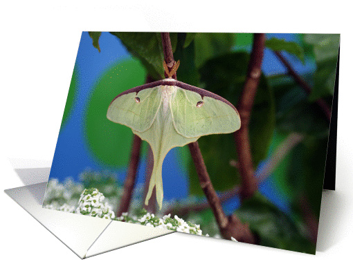 Luna Moth card (198888)