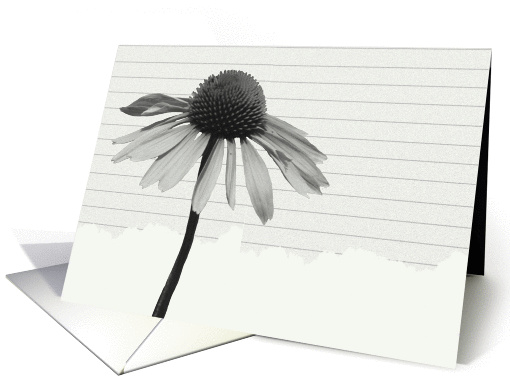 Coneflower card (245020)