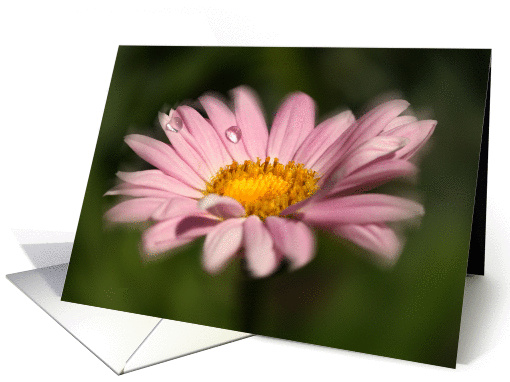 Pink Daisy with waterdrops card (249355)