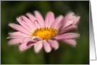Pink Daisy with waterdrops card