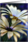 Yellow Flowers card