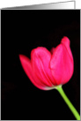 Tulip card