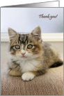 Thank you with a kitten card