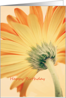 Gerbera Flower Happy Birthday card