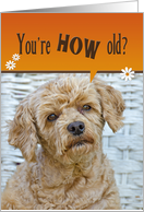 Birthday Humor brown poodle dog with a cute expression card