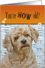 Birthday Humor brown poodle dog with a cute expression card