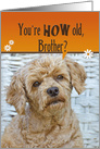 Brother’s Birthday humor, poodle with a cute expression card