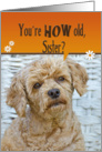 Sister’s Birthday Humor-poodle with a cute expression card