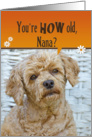 Nana’s Birthday Humor-poodle with a cute expression card