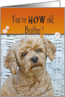 Brother’s 50th Birthday poodle with a cute expression card