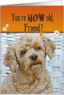 Cute Brown Poodle for Friend’s 50th Birthday card