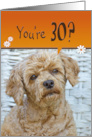 30th Birthday Brown Poodle with a Cute Expression card