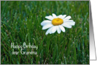 Grandma’s Birthday-daisy in grass card